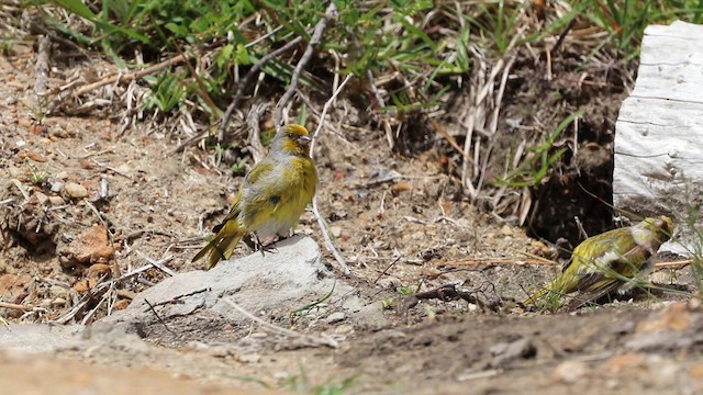 Serin du Cap - ML625157789