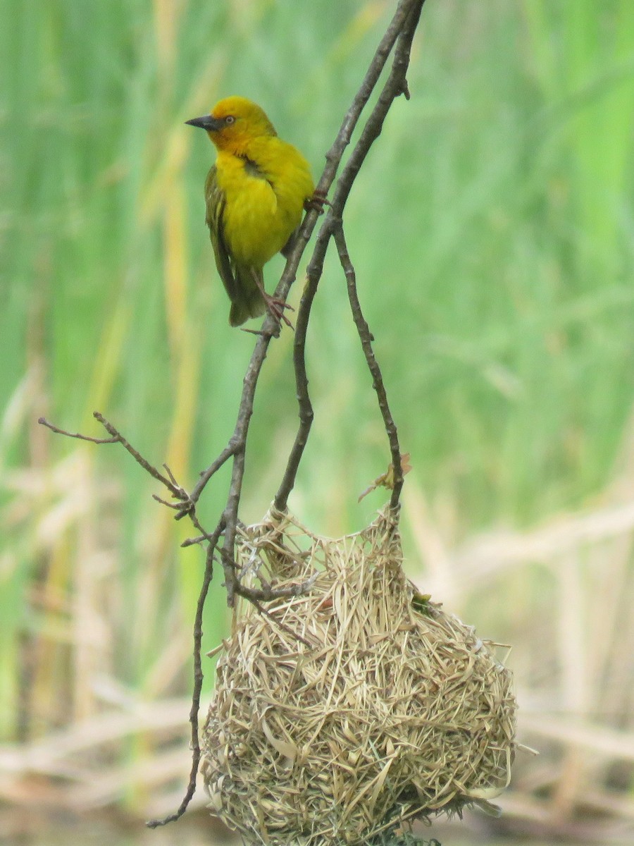 Cape Weaver - ML625157905