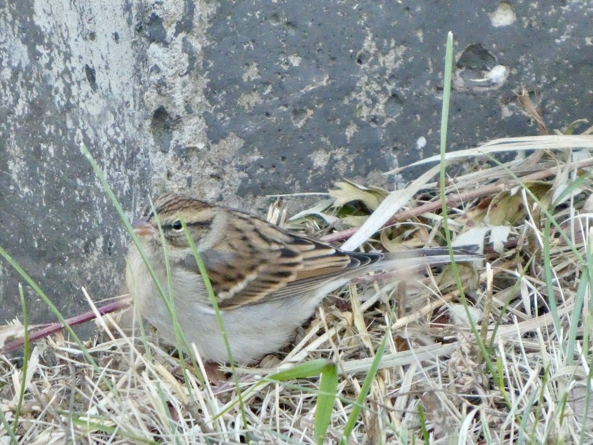 strnádka vrabcovitá - ML625157942