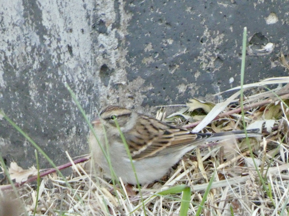 strnádka vrabcovitá - ML625157943