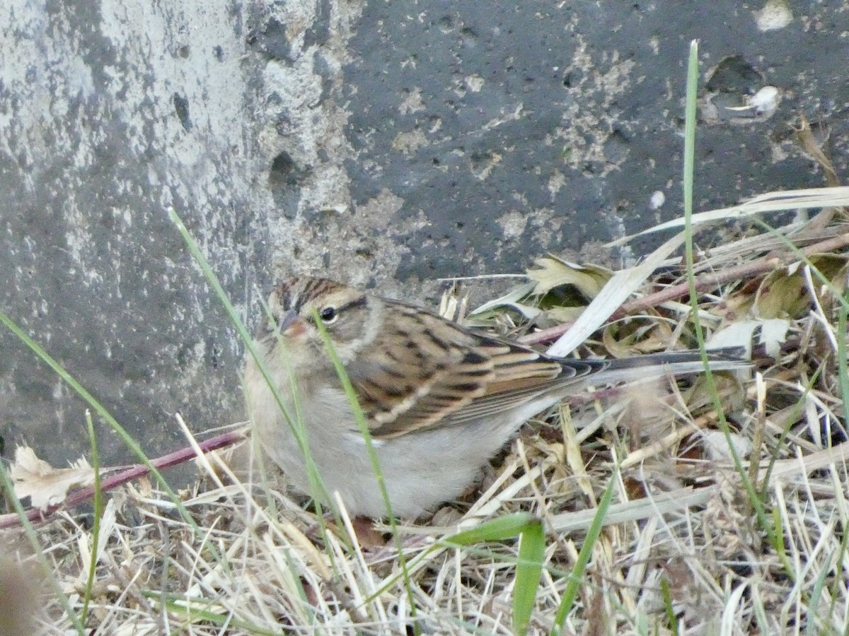strnádka vrabcovitá - ML625157944
