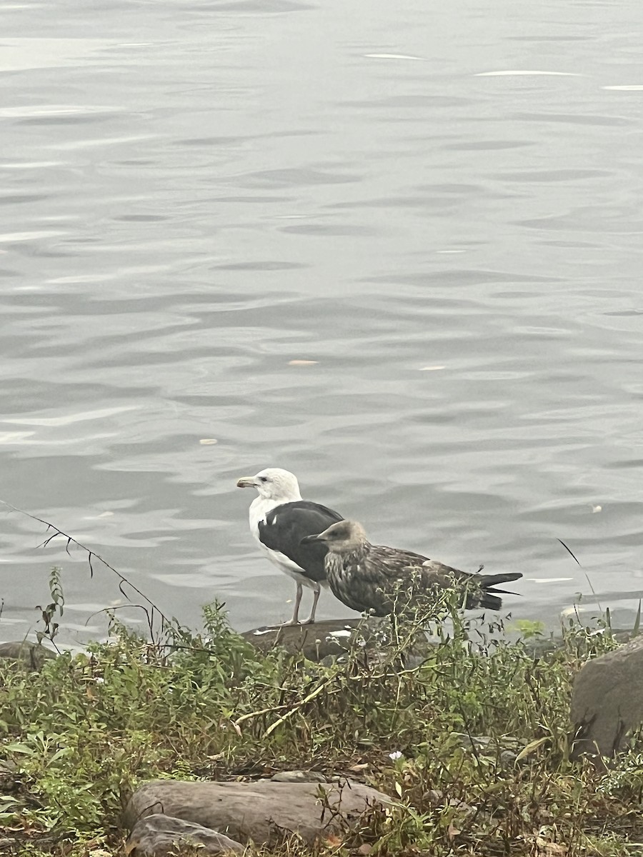 Great Black-backed Gull - Talia Mensik