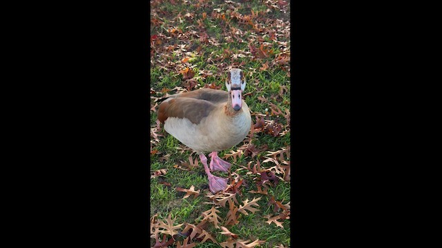 Egyptian Goose - ML625157996