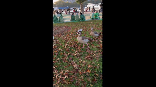Egyptian Goose - ML625157997