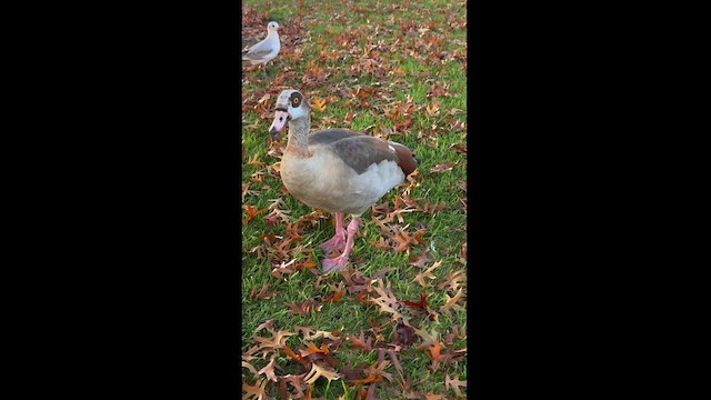 Egyptian Goose - ML625157998
