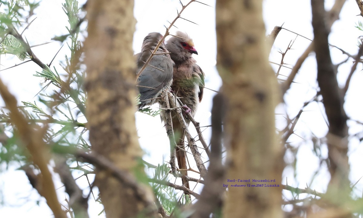 Red-faced Mousebird - ML625158124