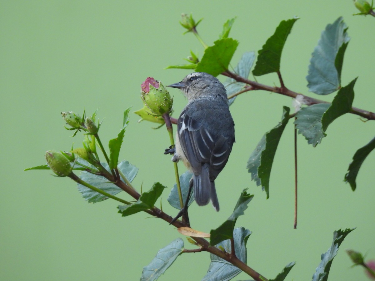 Cinereous Conebill - ML625158197