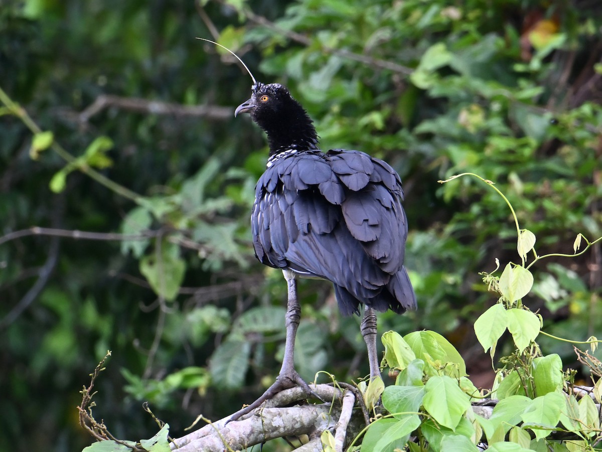 Horned Screamer - jerald britten