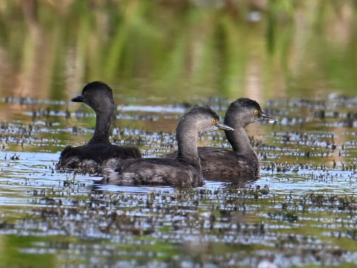 Least Grebe - ML625158224