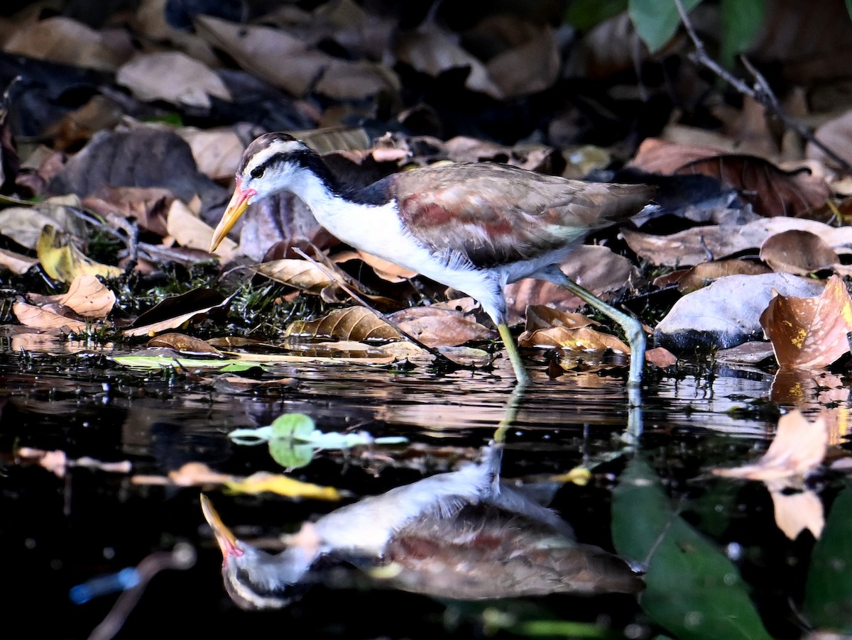 Wattled Jacana - ML625158262