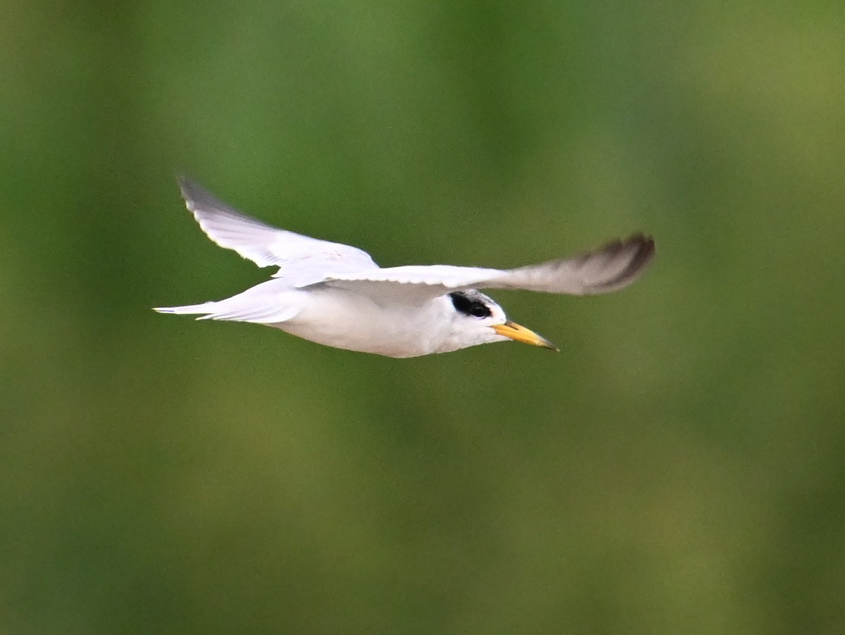 Yellow-billed Tern - ML625158281