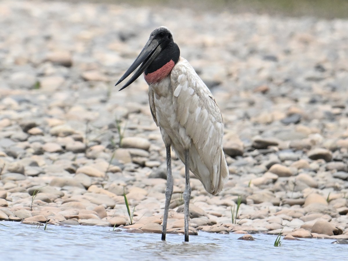 Jabiru - jerald britten