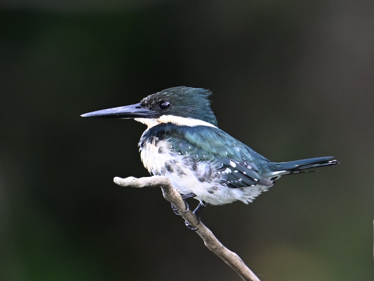 Green Kingfisher - ML625158312