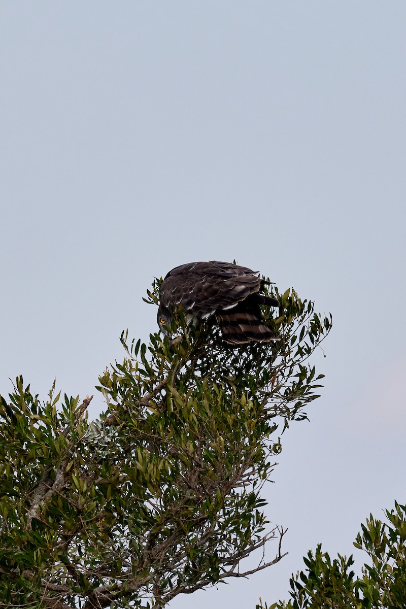 Black-chested Snake-Eagle - ML625158320