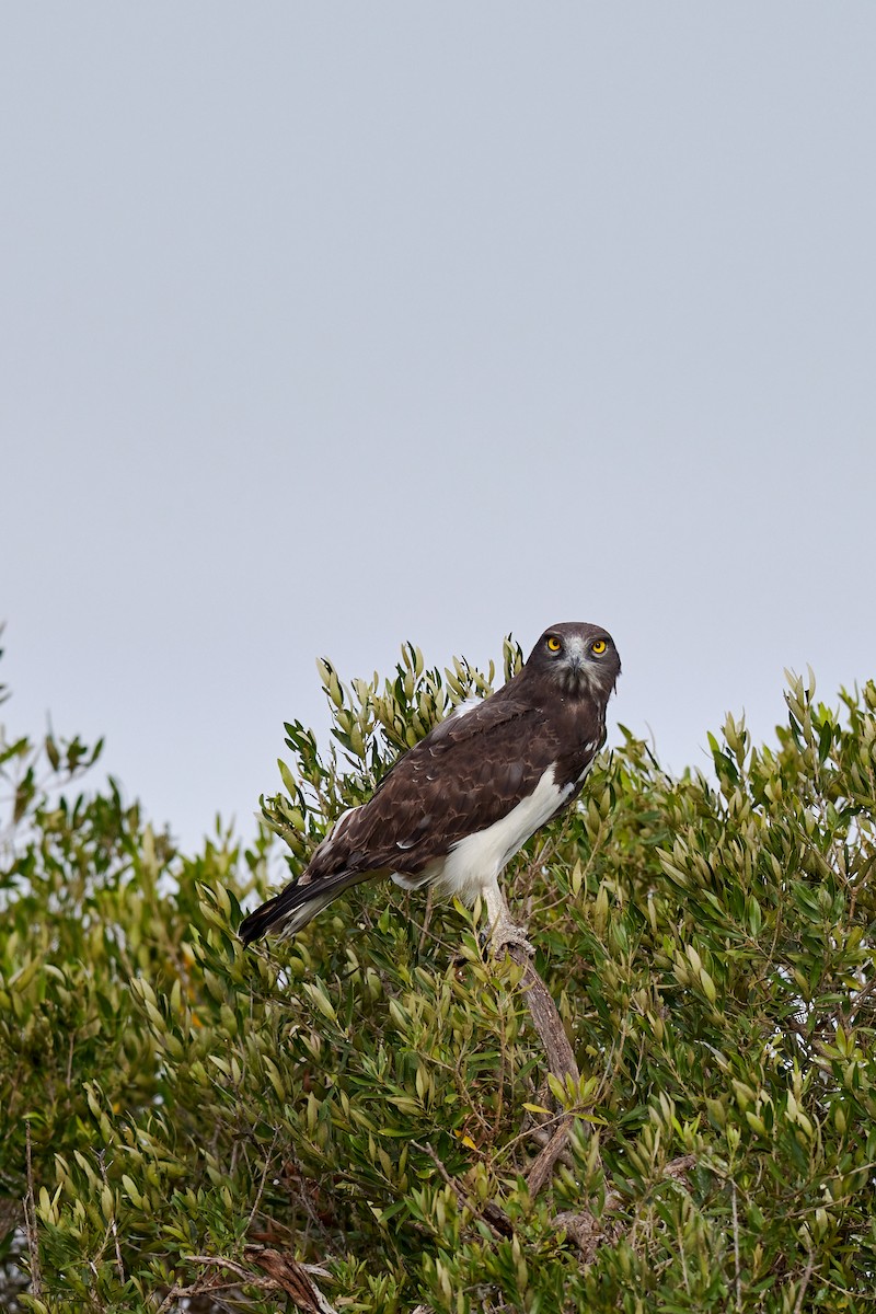 Black-chested Snake-Eagle - ML625158321