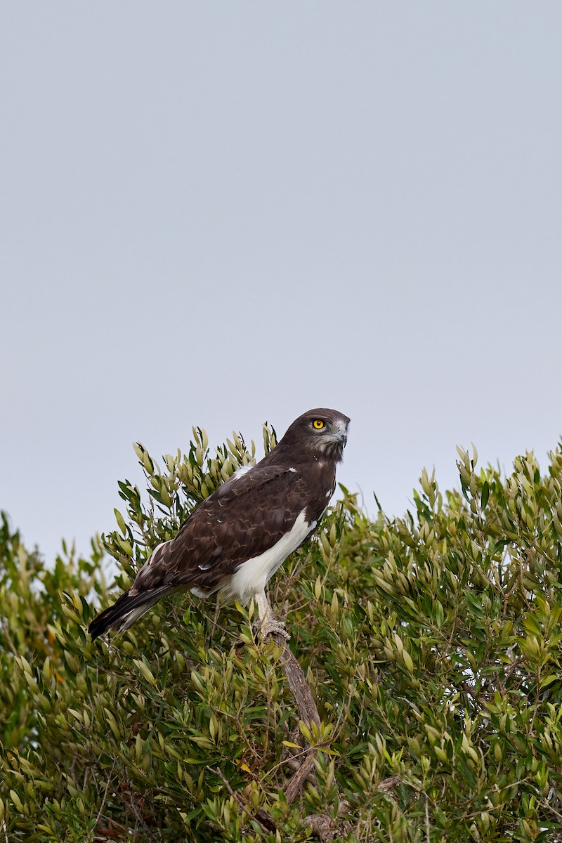 Black-chested Snake-Eagle - ML625158322