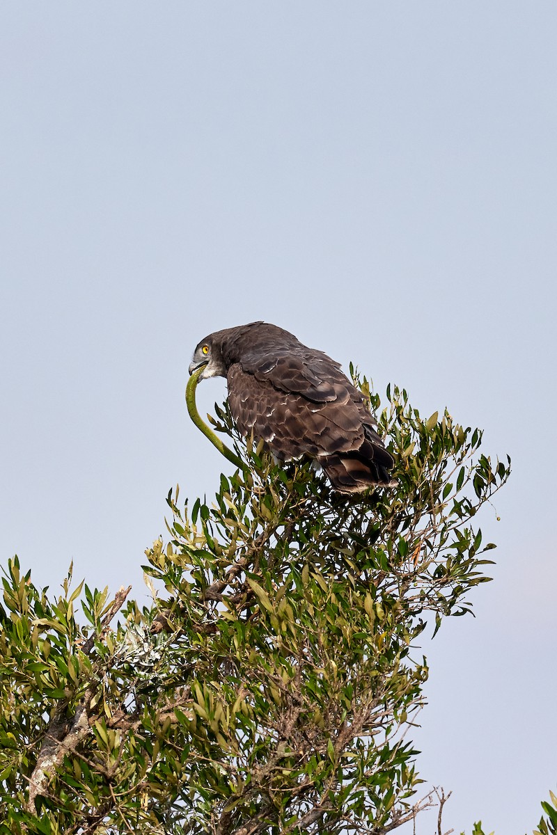 Black-chested Snake-Eagle - ML625158323