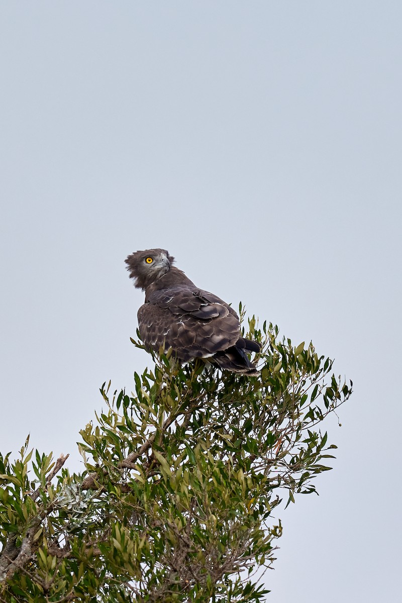 Black-chested Snake-Eagle - ML625158325