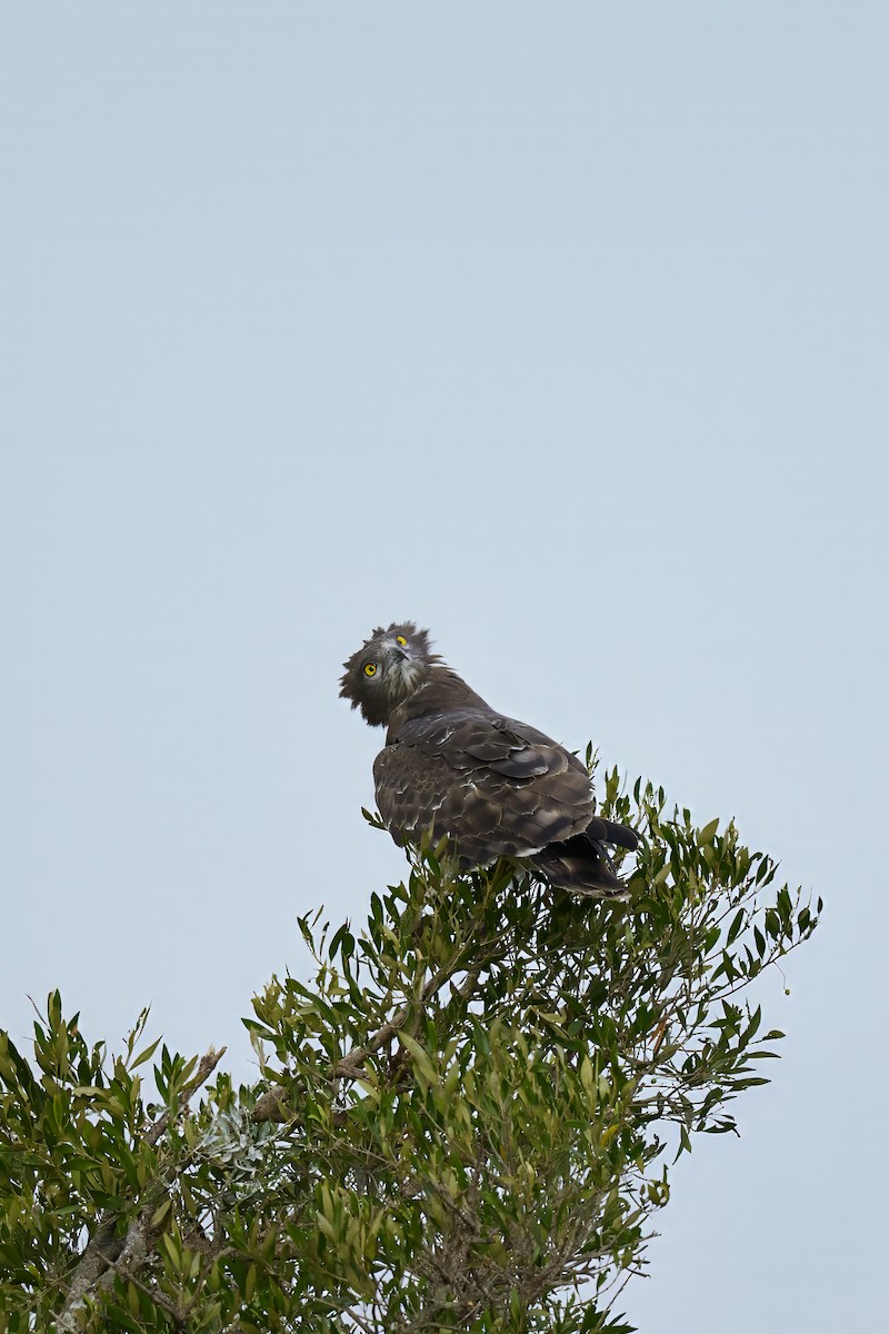 Black-chested Snake-Eagle - ML625158326