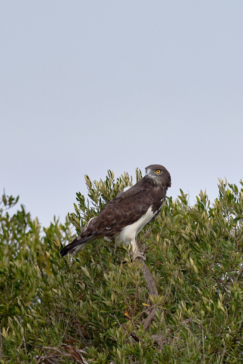 Black-chested Snake-Eagle - ML625158327