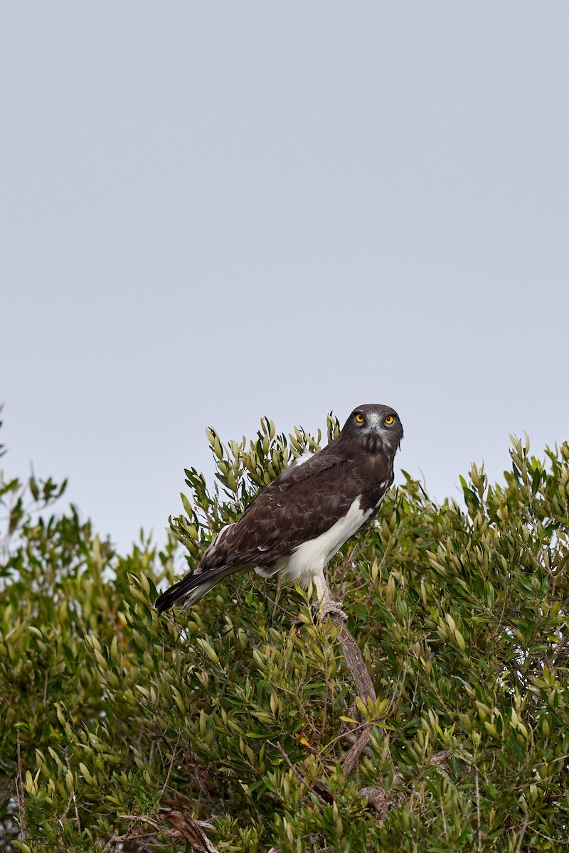 Black-chested Snake-Eagle - ML625158328