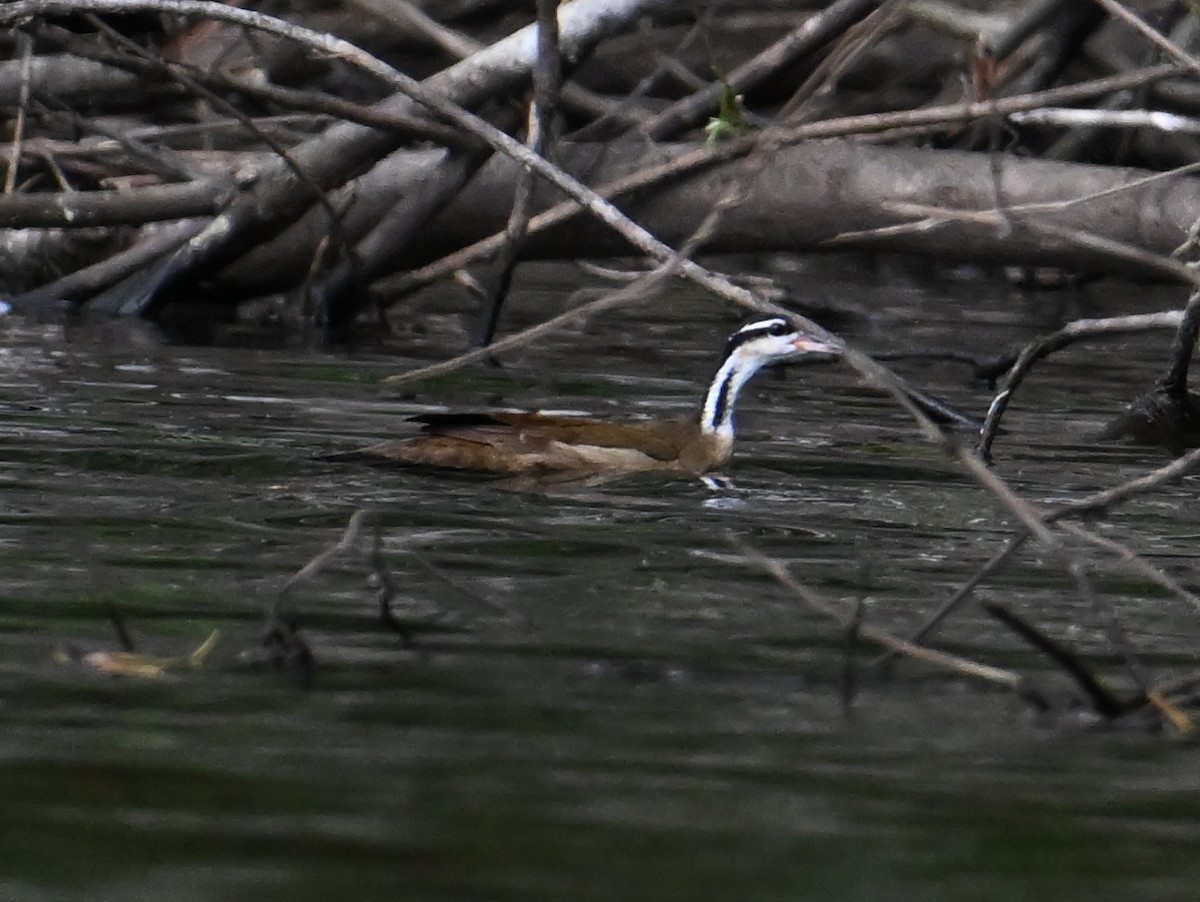 Sungrebe - jerald britten