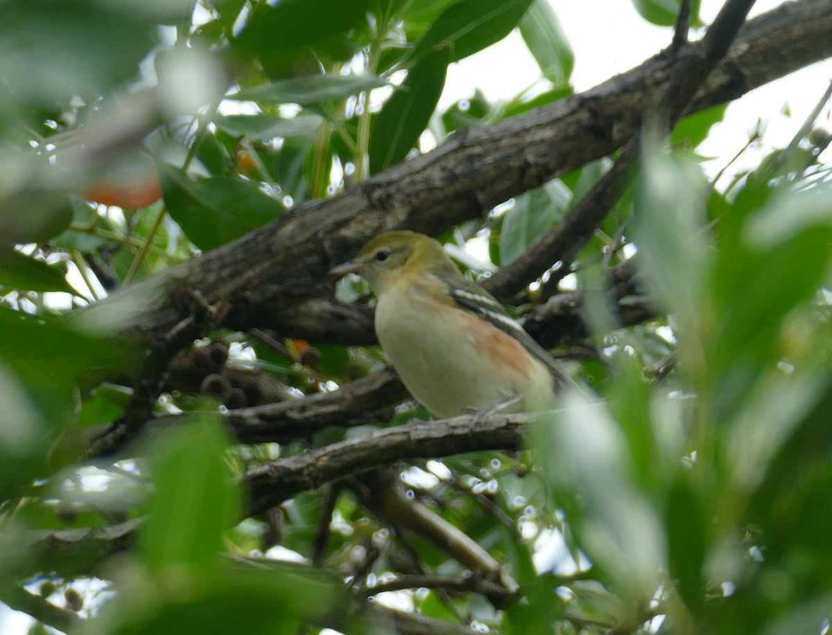 Bay-breasted Warbler - ML625158375