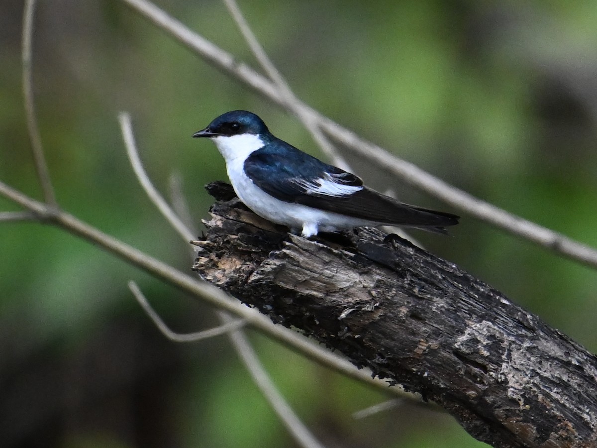 White-winged Swallow - ML625158463