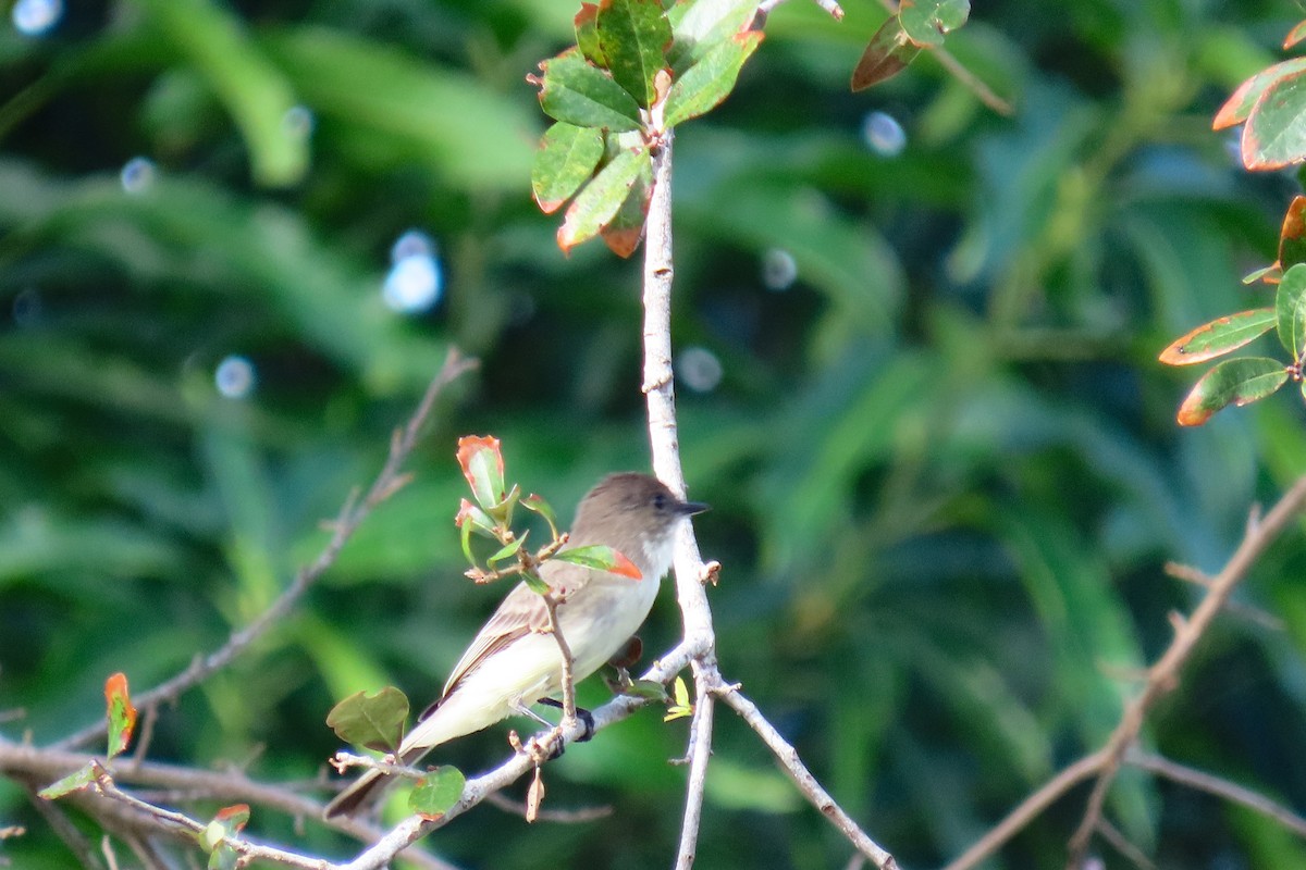 Eastern Phoebe - ML625158504