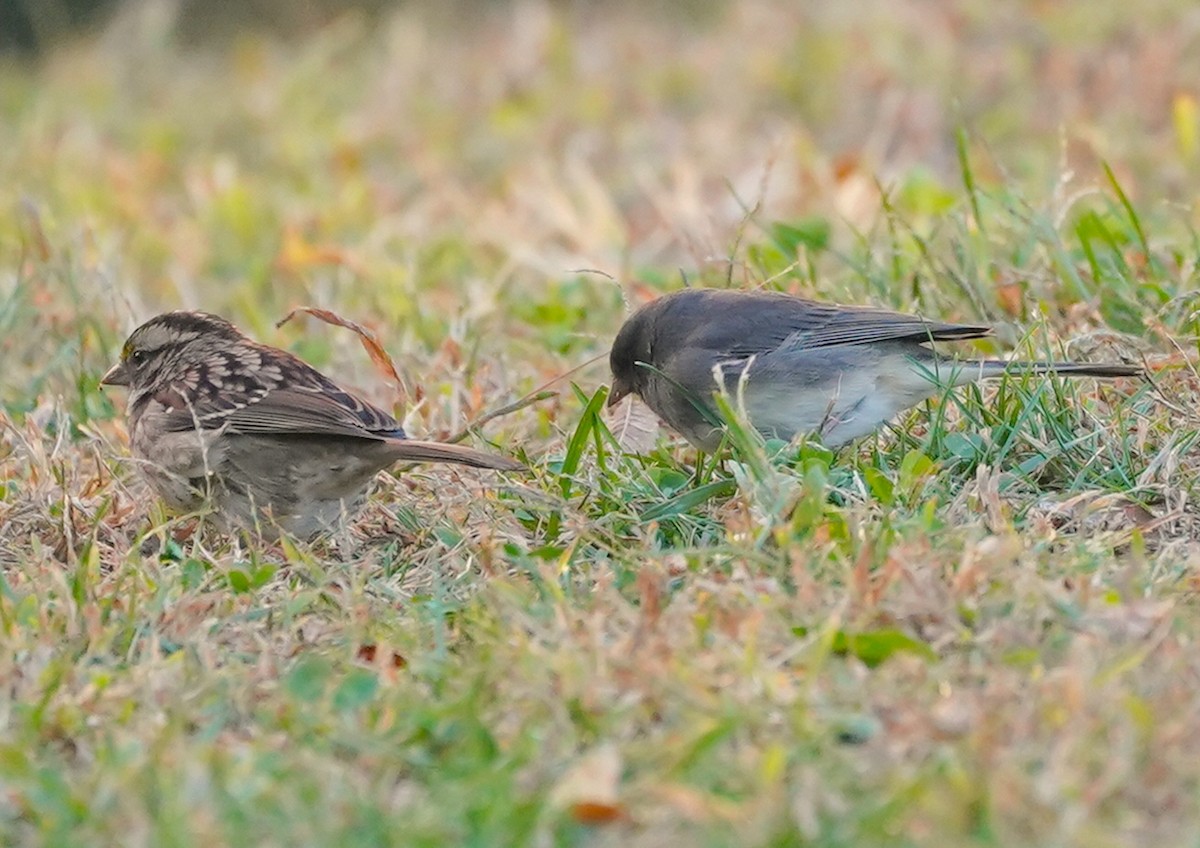 Dark-eyed Junco - ML625158603