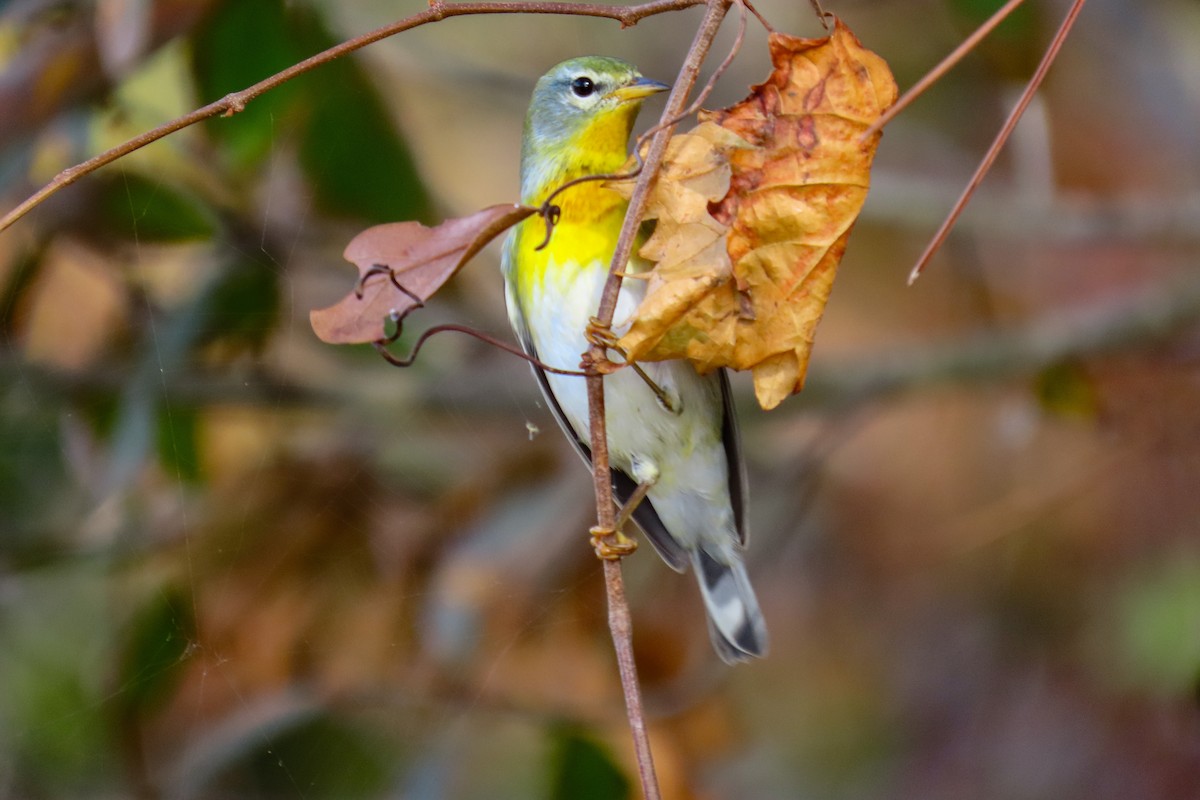Northern Parula - ML625158619