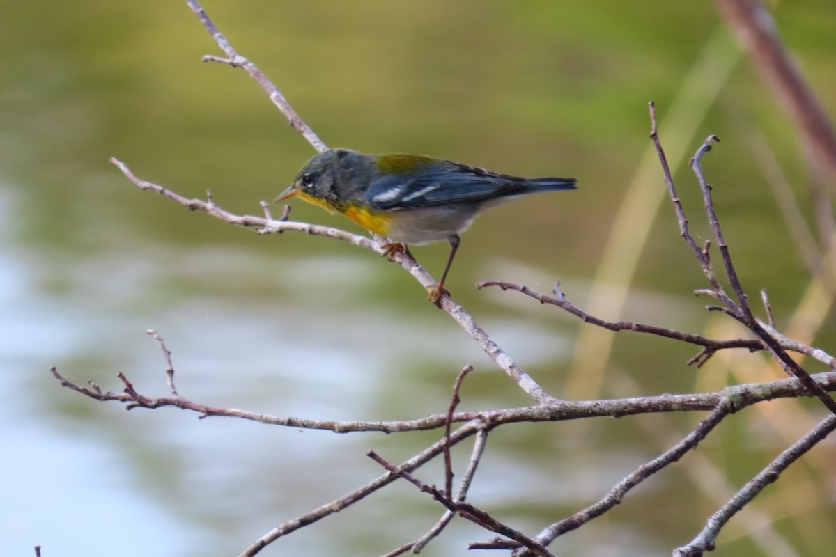 Northern Parula - ML625158620