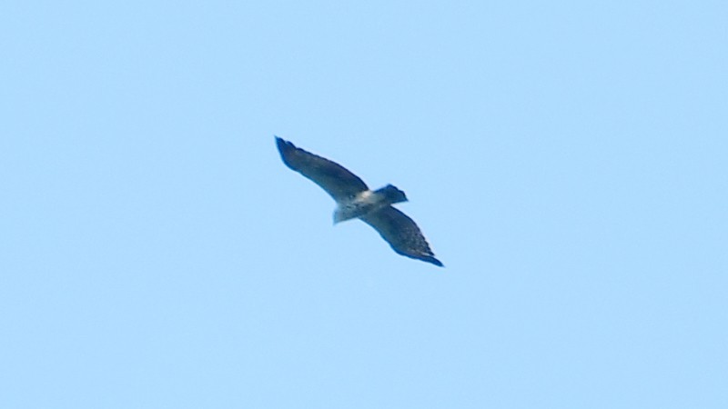 Cassin's Hawk-Eagle - ML625158650