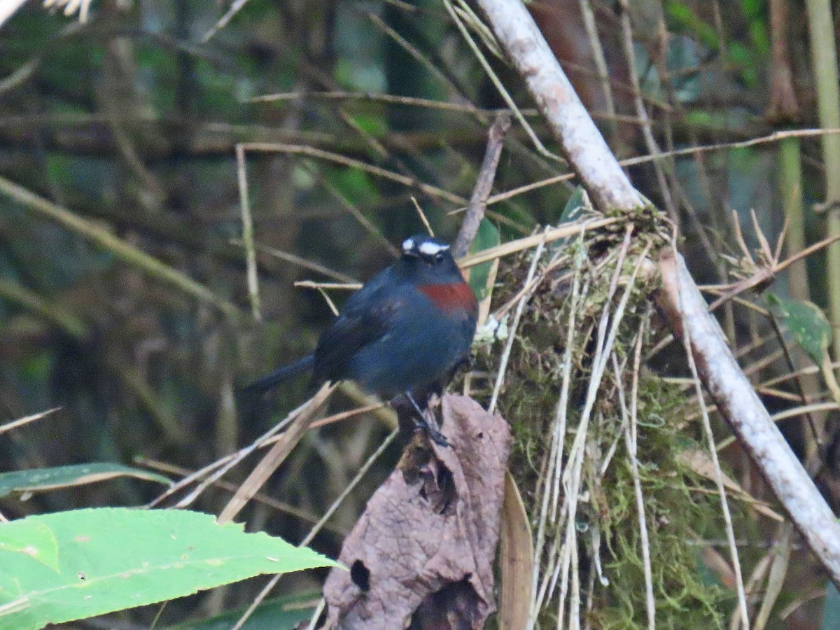 Maroon-belted Chat-Tyrant - ML625158769