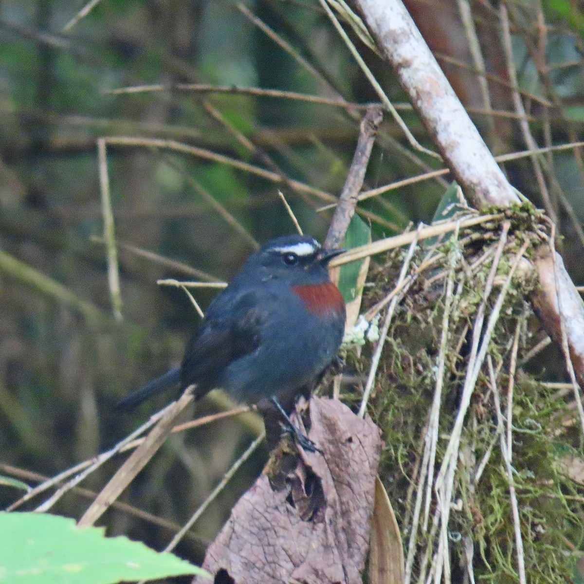 Maroon-belted Chat-Tyrant - ML625158771