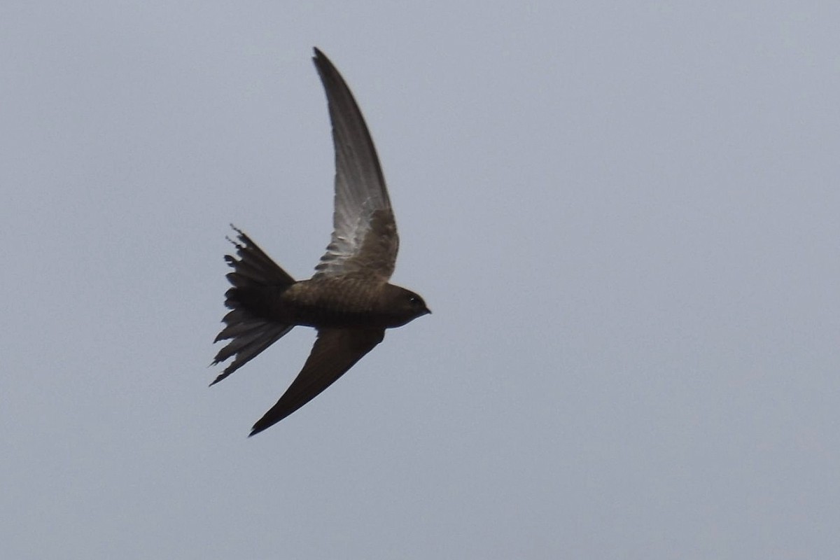 Plain Swift - ML625158834