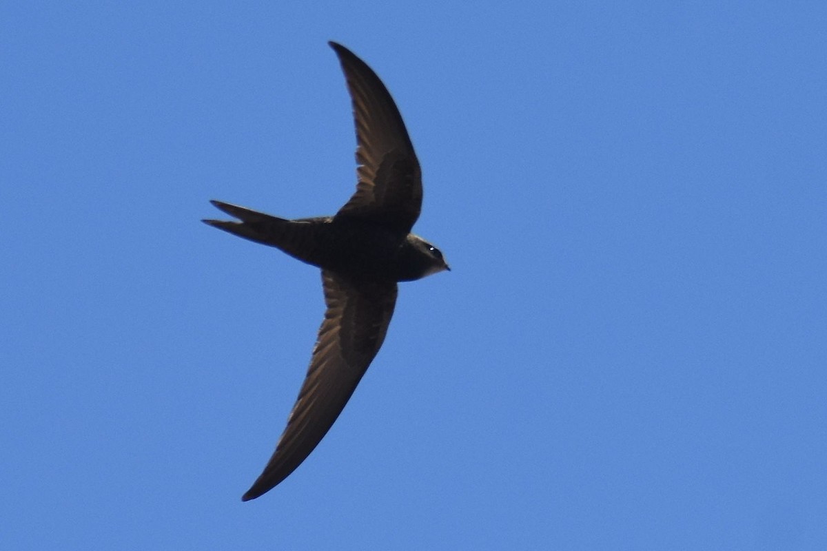 Plain Swift - ML625158835