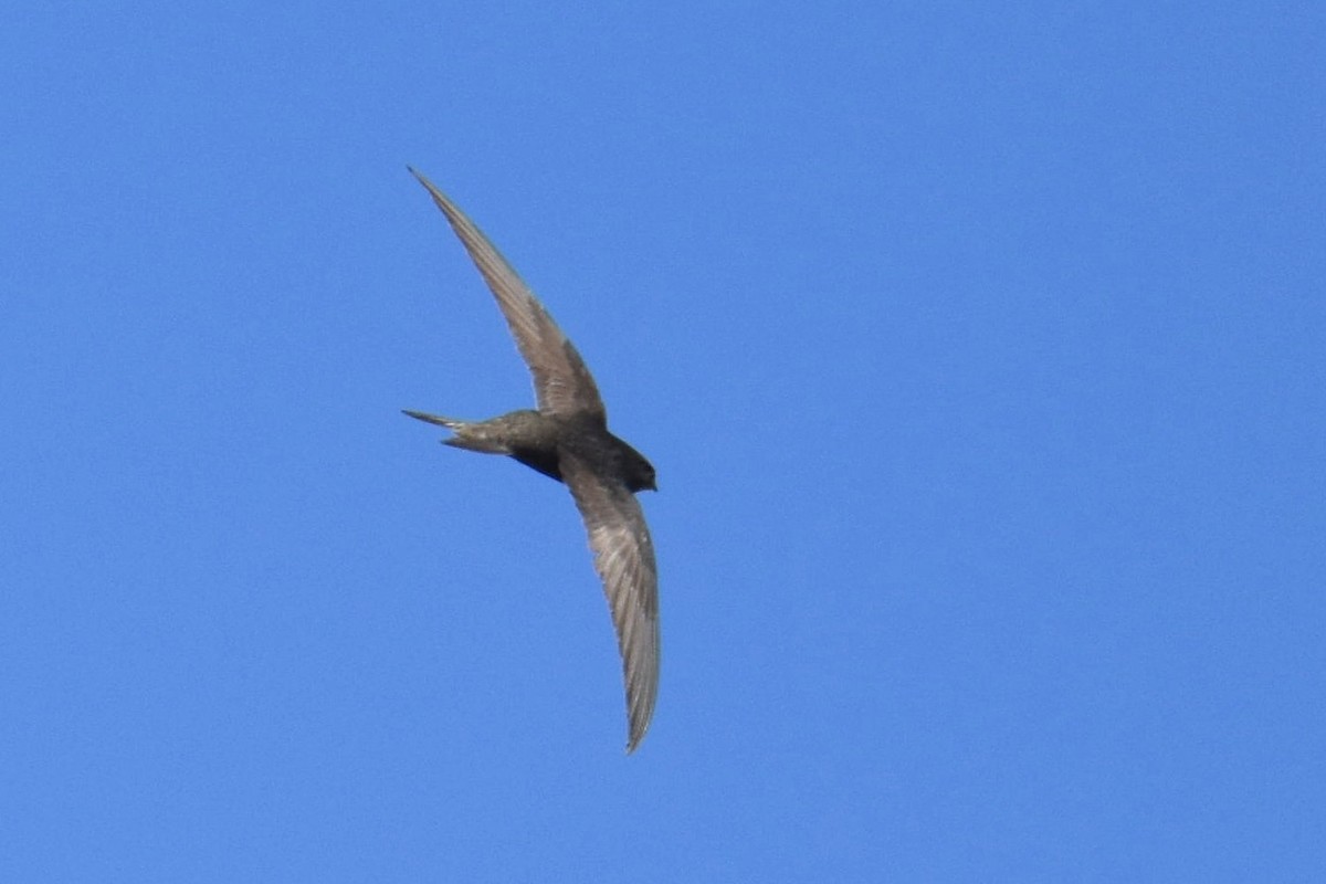 Plain Swift - ML625158836