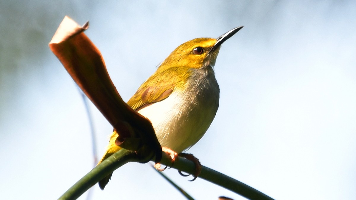 Yellow-browed Camaroptera - ML625159014