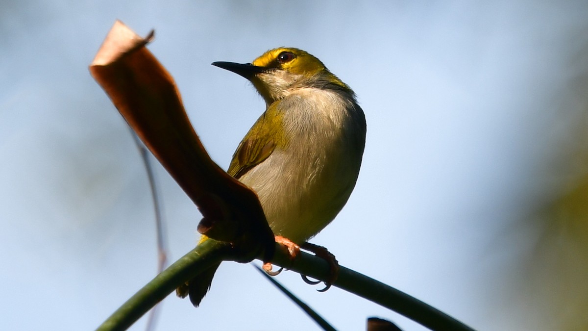 Yellow-browed Camaroptera - ML625159016