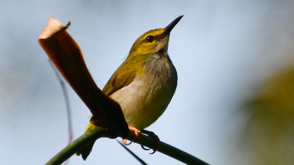 Yellow-browed Camaroptera - ML625159017