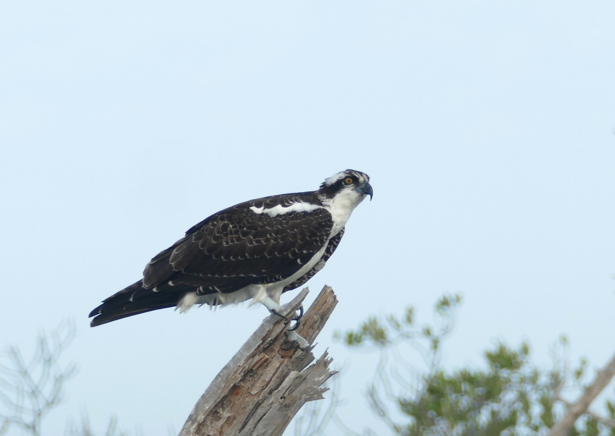 Fischadler (carolinensis) - ML625159029