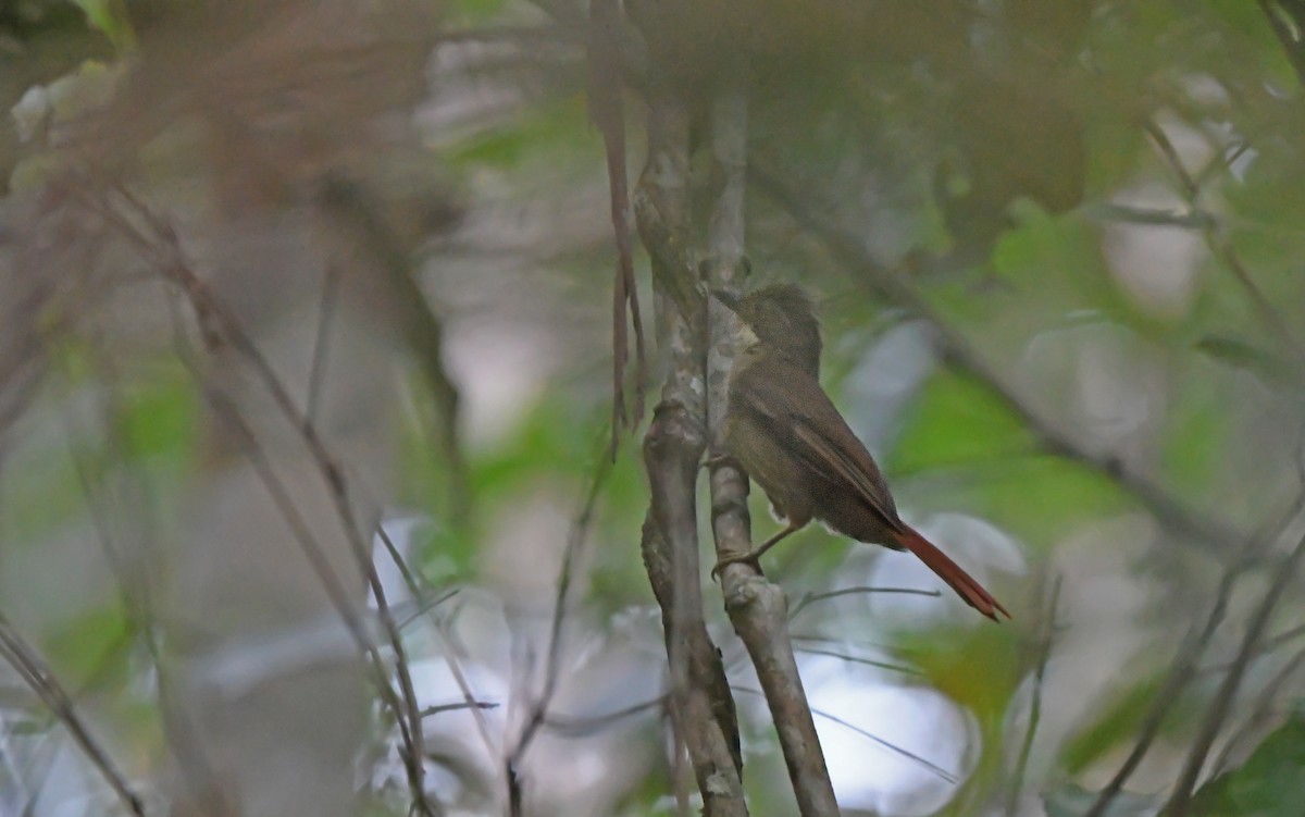 Para Foliage-gleaner - ML625159057