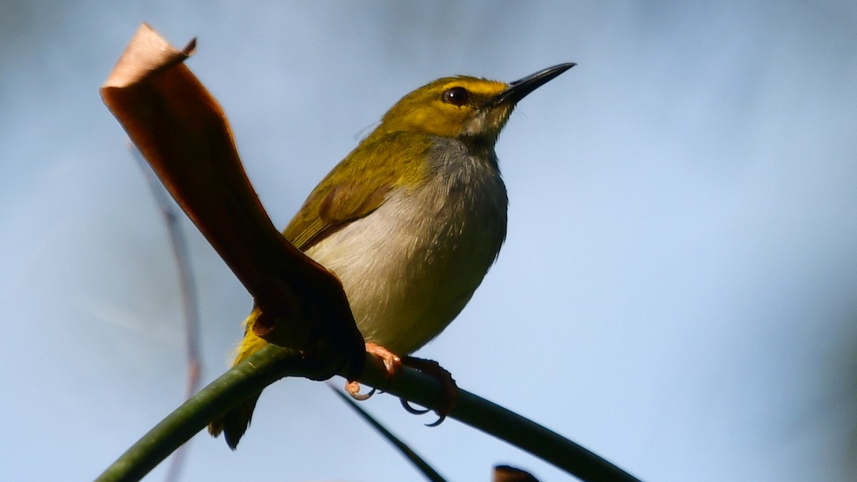 Yellow-browed Camaroptera - ML625159078