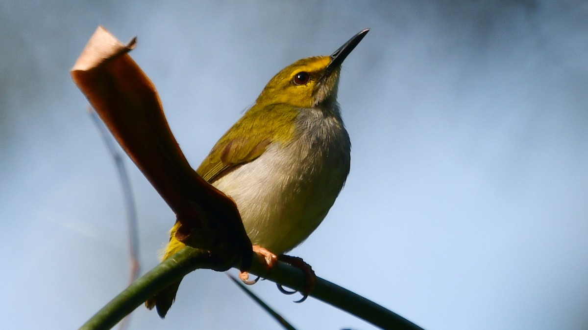 Yellow-browed Camaroptera - ML625159084