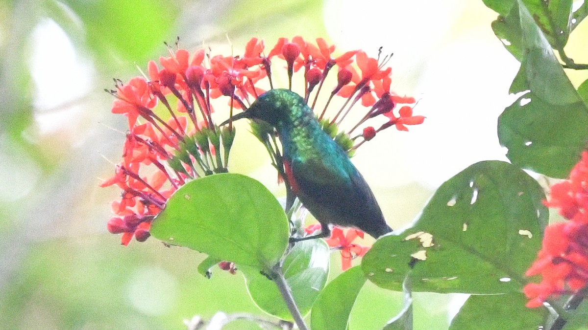 Olive-bellied Sunbird - ML625159185