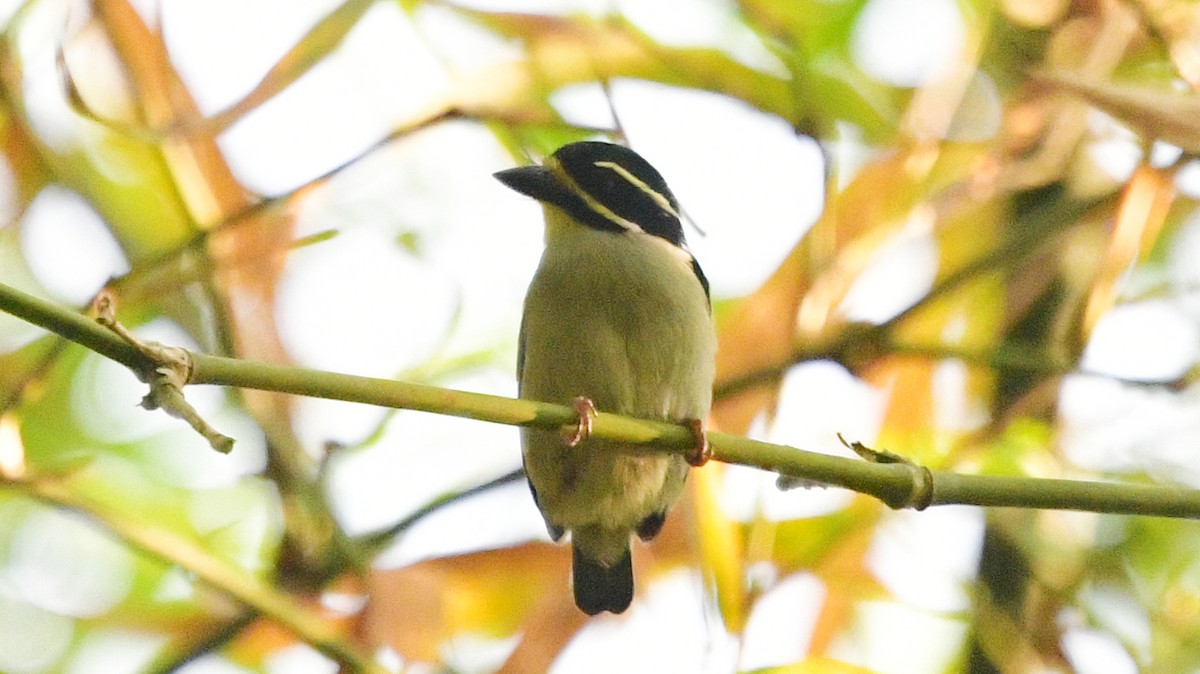 Yellow-throated Tinkerbird - ML625159268