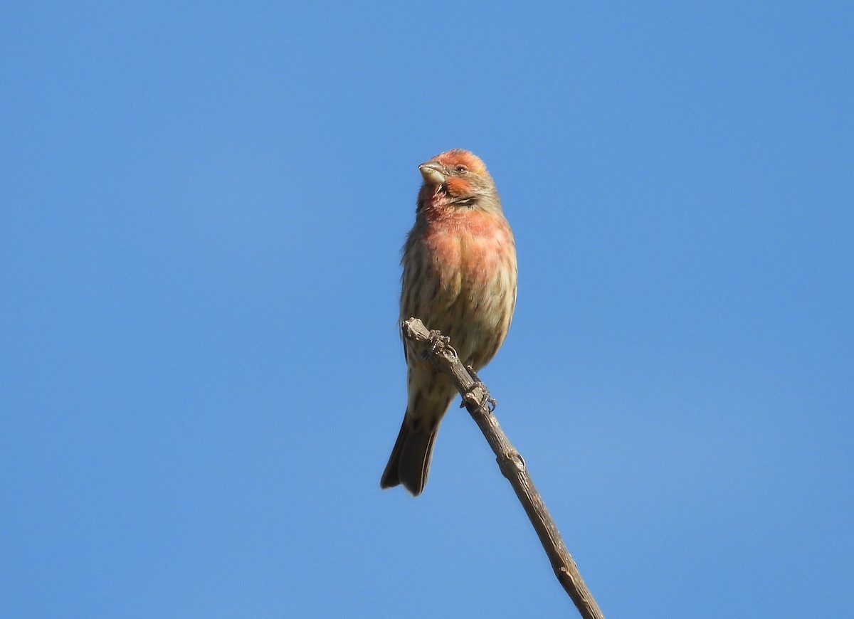 House Finch - ML625159382