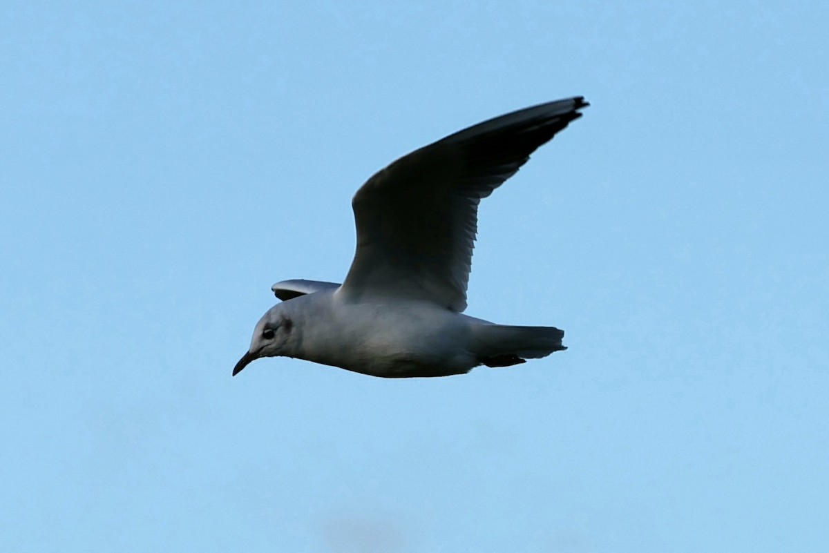 Black-headed Gull - ML625159397
