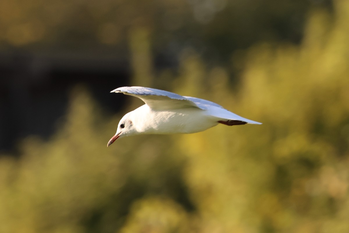Black-headed Gull - ML625159398